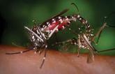 Medical groups urge emergency funding to combat Zika